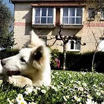 Mirapenas *