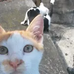 Mirapenas