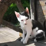 Mirapenas
