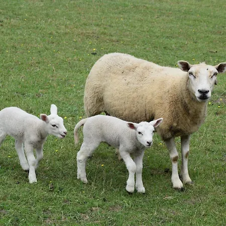 Mirapenas * Verdicio